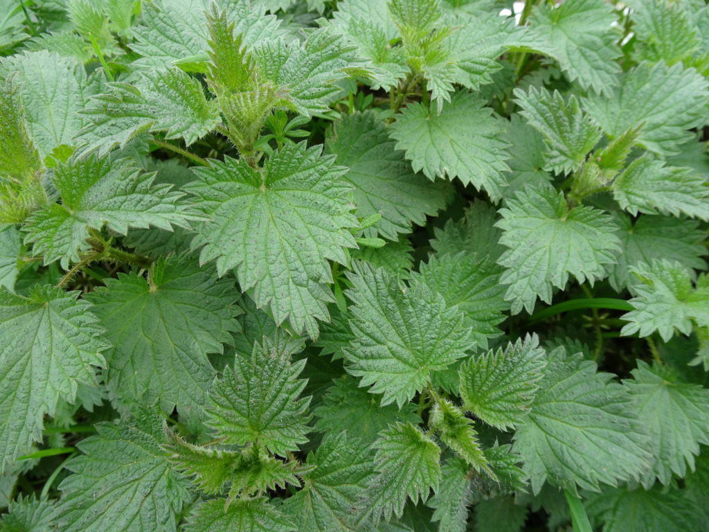 Common Nettle - The Foraging Foodie