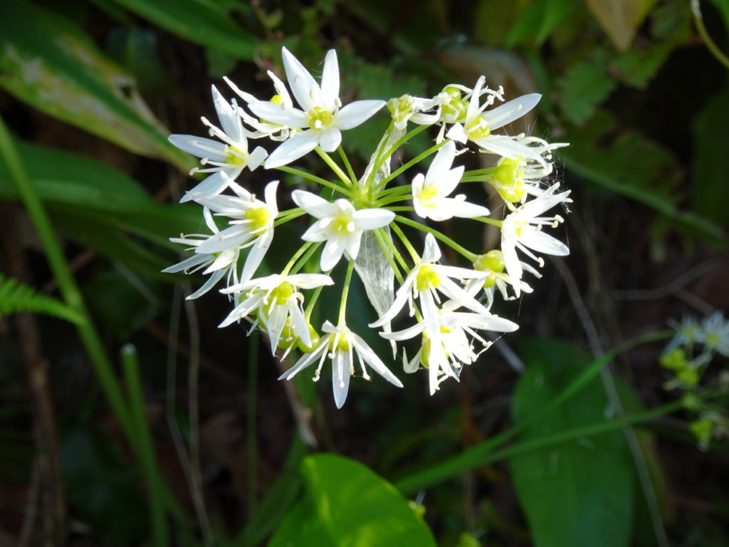 Wild Garlic Flower