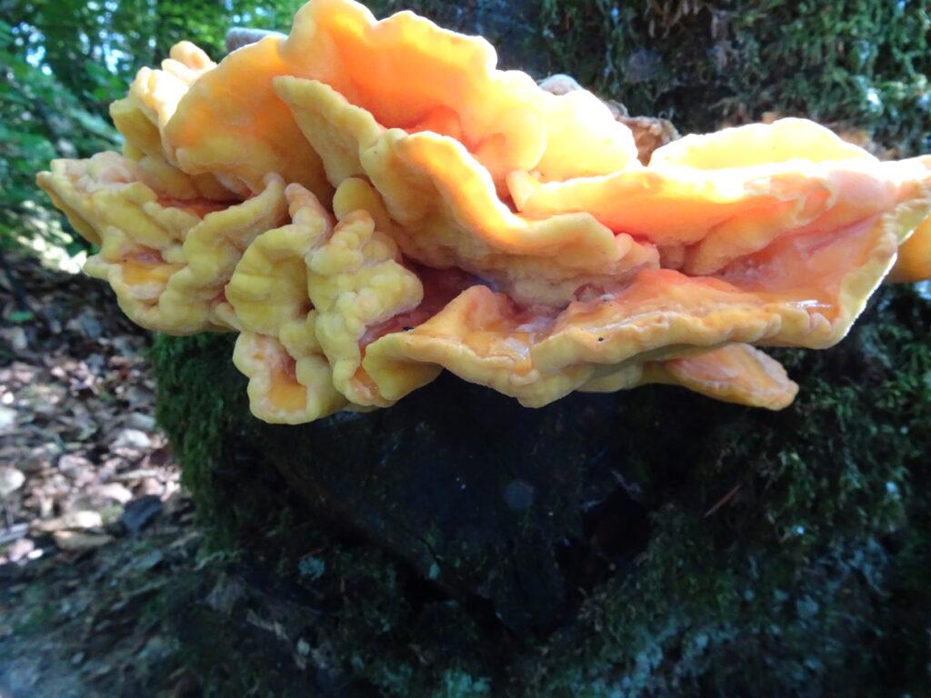 Foraged Mushroom 11: Chicken Of The Woods