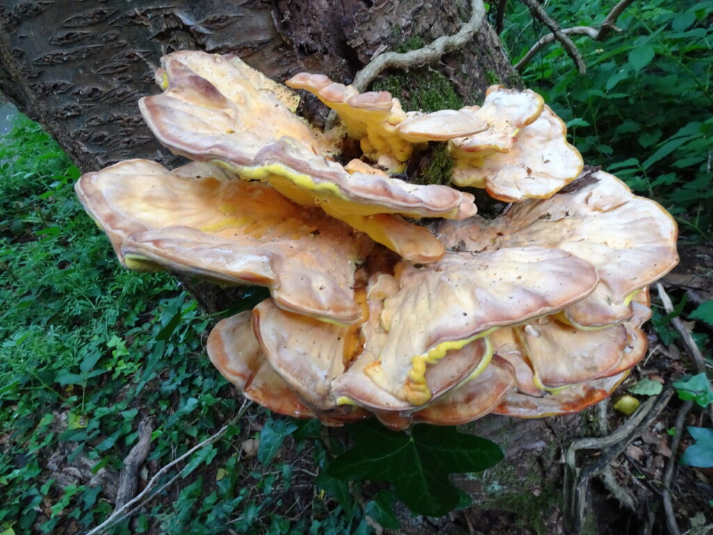 chicken of the woods mushroom
