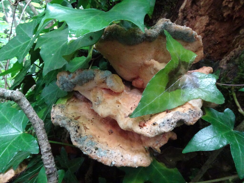 mouldy chicken of the woods