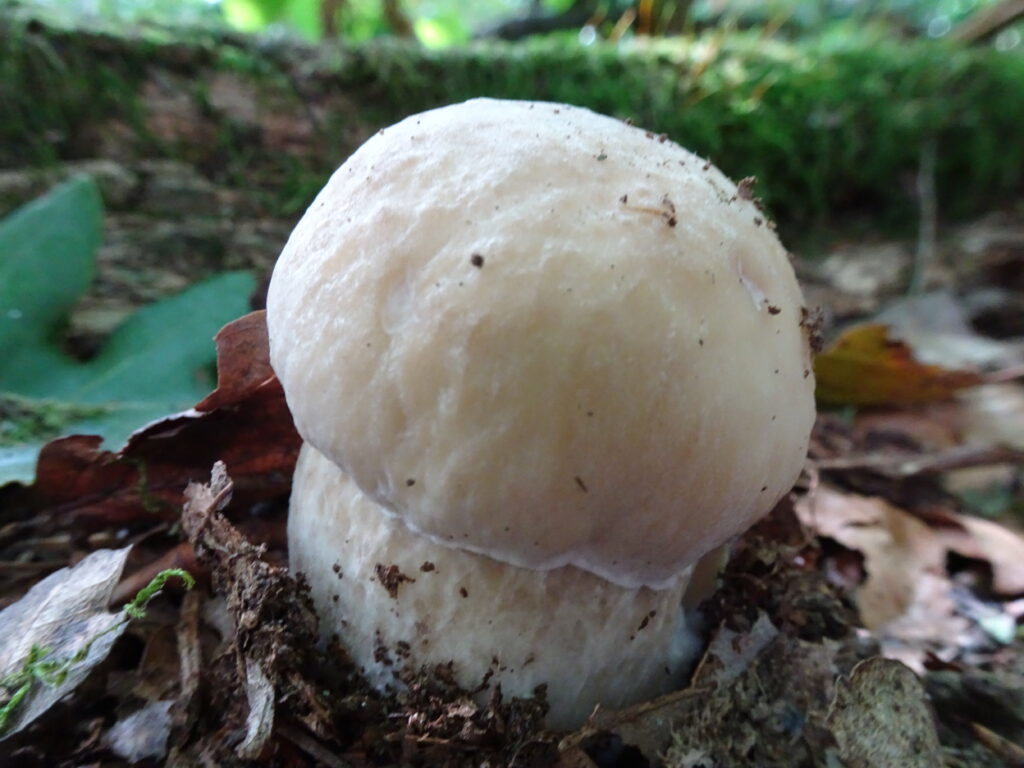 bouchon mushroom