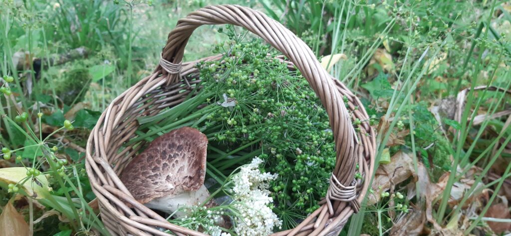 Basket of foraged mushrooms and plants